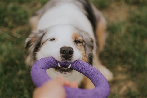 Pes s hračkou v zateplenej búde