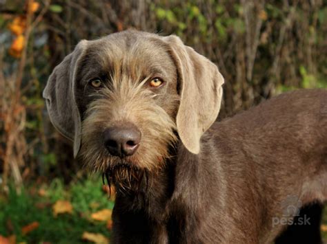 Slovenský hrubosrstý stavač v poľnom prostredí