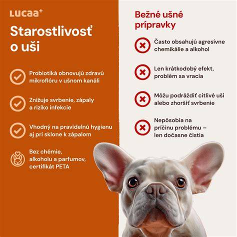 Infografika: starostlivosť o uši, oči a zuby AmStaff