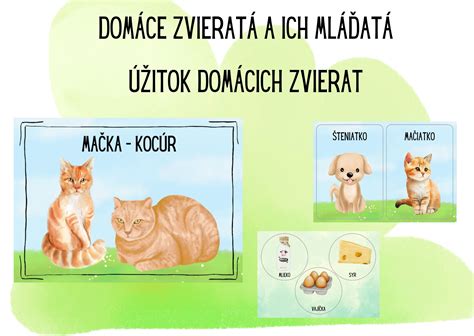 Infografika: ako zapojiť domáce zvieratá do svadobných oznámení a obradu