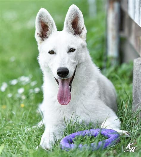 Fenka Kristínka sledujúca Olivera