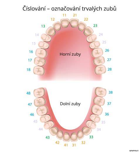 Infografika: Anatomia psieho jazyka, kostra a zuby