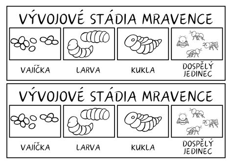 Vývojový cyklus lucerny siatej