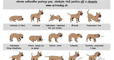 Infografika: Reč tela psa - chvost, uši, oči, postoj a výraz tváre
