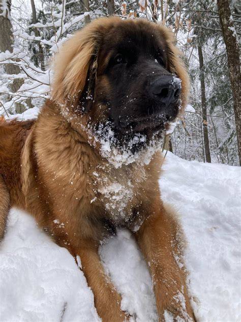 Obrázok: Leonberger - majestátny obor so silným kúskom kráľovskej hrivy