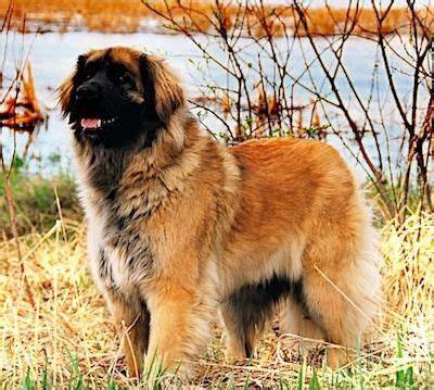 Leonberger: robustný pes s leví hrivou a čiernou maskou