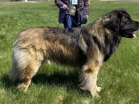 Leonberger v plnom raste: veľkosť, farby a charakteristická maska