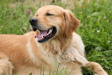 Obrázok: Zlatý retriever s charakteristickými znakmi plemena