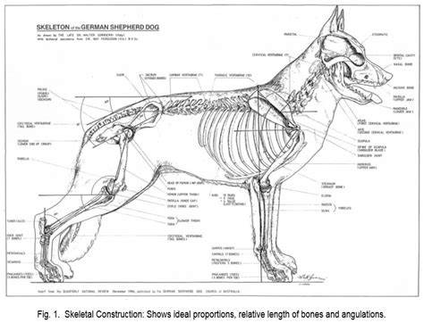 Illustrative diagram of German Shepherd body proportions and skeletal structure