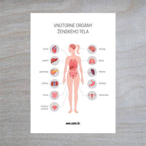 Infografika so základnými časťami tela psa a ich anglickými názvami