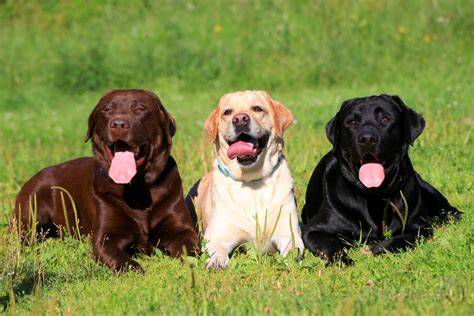 Obrázok: Labrador retriever s jemným úsmevom a priateľským výrazom