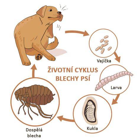 Infografika: Životný cyklus ruje u psa a mačky a hlavné fázy gravidného obdobia