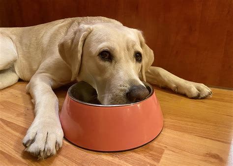 Ilustrácia psa s miskou plnou surového mäsa a kostí