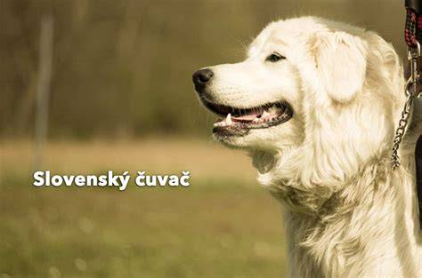 infografika_strazny_pes_povaha.jpg