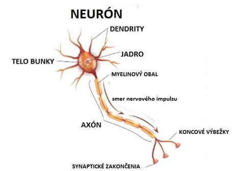 Schéma nervovej sústavy a miest zápalu CNS