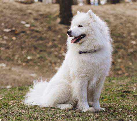 Samoyed_plemeno_informacie.jpg