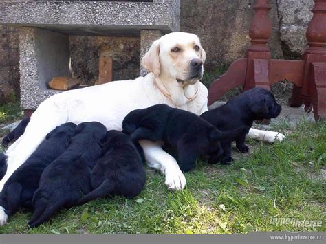 Šteniatko kríženca Beagle a Labradorského retrívra