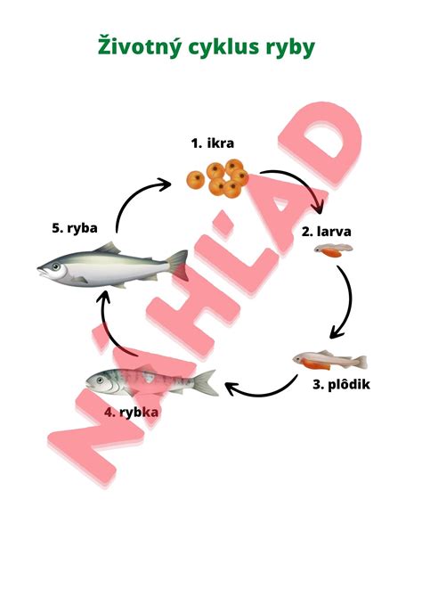 Infografika: Životný cyklus srsti a plznutie psa