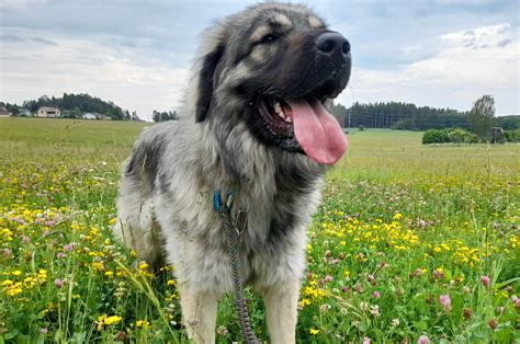 Šarplaninský pastevecký pes v horské krajině