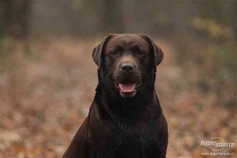 Čokoládový labrador v prírode