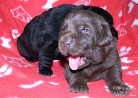 Šteniatko čokoládového labradorského retrievera