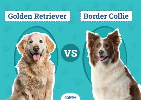 Infografika: Pôvod a rozdelenie border kólie a golden retriever