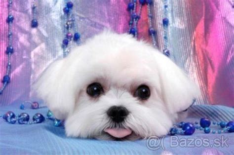 Šteniatko maltézskeho psíka