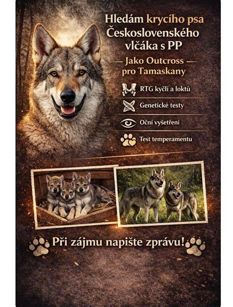 Vizualizácia typických profilov majiteľov Československého vlčiaka a očakávané úlohy psa