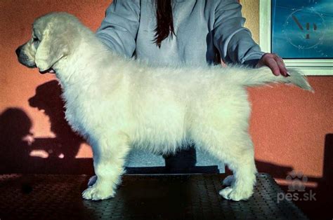 História zlatého retrívera