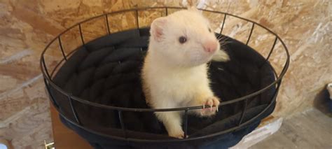 Ilustračná fotka fretky v útulku