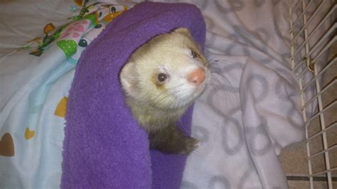 Schematické znázornenie potrieb fretky v útulku