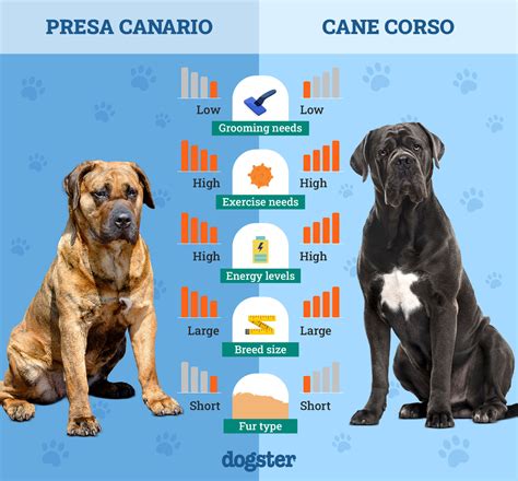 Obrysový diagram: Anatomické časti Cane Corso