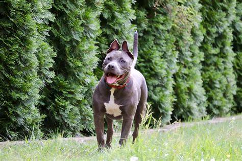 Amstaff: vyjadrenie povahy a snahy o kontakt
