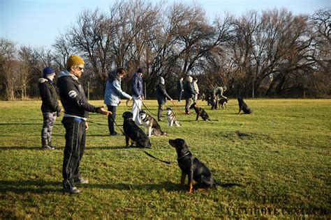 Ilustrácia rôznych plemien psov s rôznou úrovňou aktivity