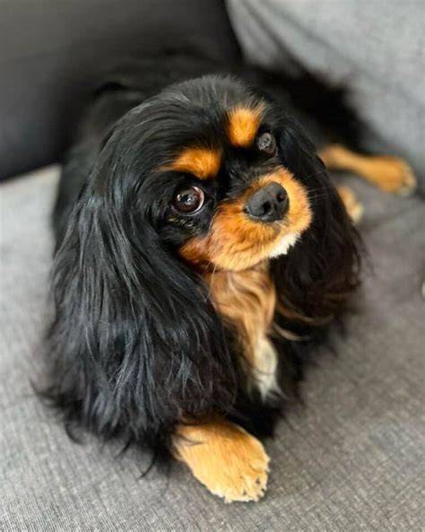Black and Tan Cavalier King Charles Spaniel - ilustratívna fotografia zobrazuje štandardné čierne s pálením