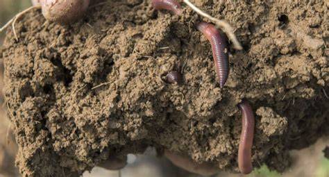 Fotografia dážďoviek v pôde