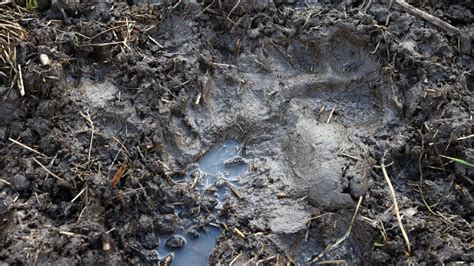 Ilustračná fotografia zatúlaného psa