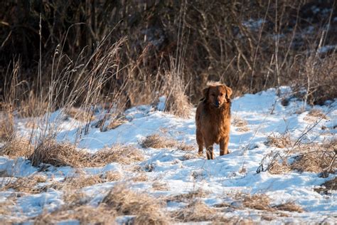 Ilustračná fotografia psa v lese