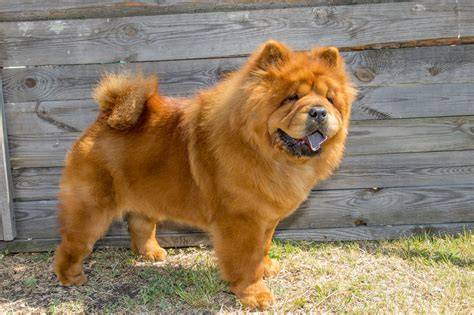 Mapa rozšírenia plemena Chow Chow (Čau-čau) vo svete