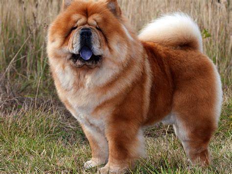 Vizualizácia charakteristík Chow Chow a ich význam