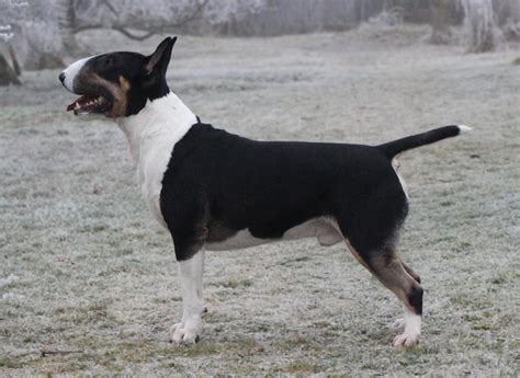 Grafický prehľad rodinnej súvislosti plemien Bull and Terrier
