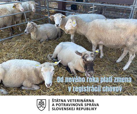 Postup registrácie psa: od čipovania po zápis do CRSZ