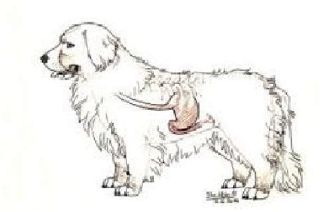 Schéma torzie žalúdka u psov