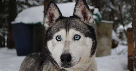 Fotografia huskyho z outdoorových aktivít - beh a záprah