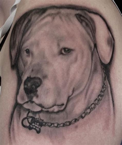 Význam tetovania pitbulla