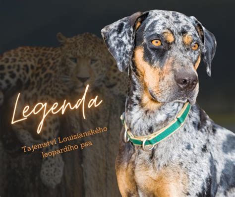 Vzhled Louisianského leopardího psa