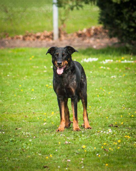 beauceron_vyzor.jpg