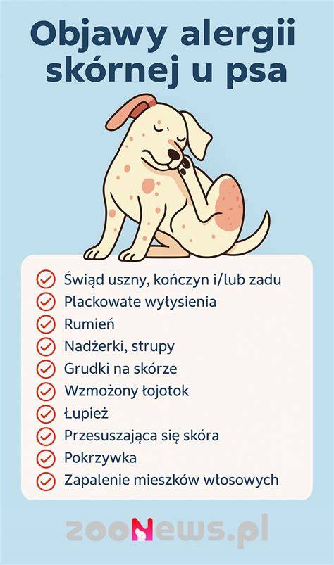 Infografika: Ako funguje alergia u psov a čo ju spôsobuje