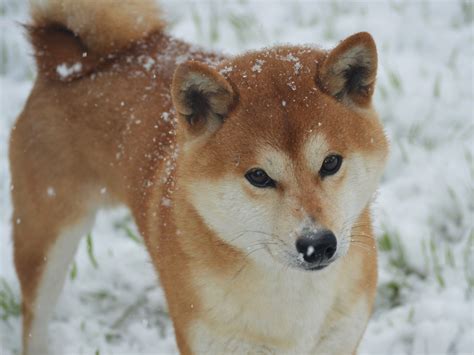 Štruktúra tela Shiba Inu