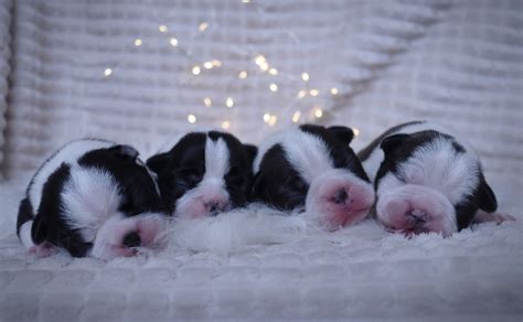 Ilustrácia socializácie šteniatka